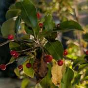 本田まこと in日本橋 ワイフコレクション