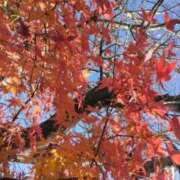 ヒメ日記 2025/12/15 16:49 投稿 ほたる ハイブリッドヘルス小岩中央