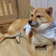 ヒメ日記 2026/03/17 19:49 投稿 ほたる ハイブリッドヘルス小岩中央