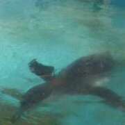 ヒメ日記 2026/04/12 19:09 投稿 ほたる ハイブリッドヘルス小岩中央