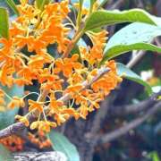 すずらん キンモクセイは稲刈り バイオレンス