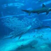 花依梨／かいり 明日以降… 大宮人妻セレブリティ（ユメオト）