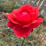 ヒメ日記 2025/11/23 20:21 投稿 あけみ ラブハート