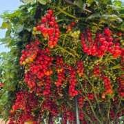 ヒメ日記 2026/04/23 14:53 投稿 かづき 熟女の風俗最終章 八王子店