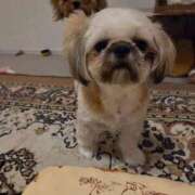 ヒメ日記 2025/09/12 22:18 投稿 かづき 熟女の風俗最終章 国分寺店