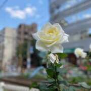 ヒメ日記 2025/10/07 10:53 投稿 ゆかり ニューヨークニューヨーク