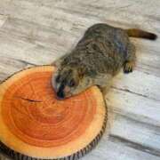 ヒメ日記 2025/10/11 12:40 投稿 せいな 秋葉原鑑賞ガール