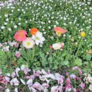 ヒメ日記 2026/03/11 10:35 投稿 てるみ 待ちナビ