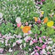 ヒメ日記 2026/03/23 12:09 投稿 てるみ 待ちナビ