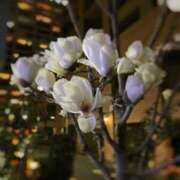 ヒメ日記 2026/03/03 19:49 投稿 桐葉りそら Mrs. Dandy Shinjuku