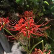 ヒメ日記 2025/10/06 08:13 投稿 皇　いぶき ホットポイントヴィラ