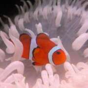 ヒメ日記 2025/09/15 12:12 投稿 カイ 札幌★出張マッサージ委員会