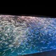 ヒメ日記 2026/01/19 12:21 投稿 カイ 札幌★出張マッサージ委員会