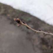 ヒメ日記 2026/03/27 16:50 投稿 カイ 札幌★出張マッサージ委員会