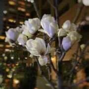 ヒメ日記 2026/03/03 19:49 投稿 桐葉りそら Mrs. Dandy Ikebukuro