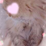 ヒメ日記 2026/03/13 15:31 投稿 ここあ トマトなび