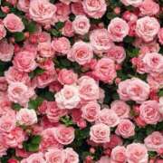 ゆめか☆ 80分♡T様 CLUB PIAA