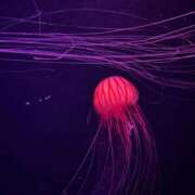 ヒメ日記 2025/09/20 04:45 投稿 神南 BBW鶯谷店