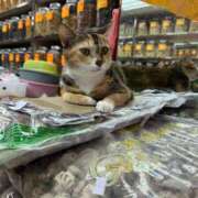 ヒメ日記 2025/10/29 12:51 投稿 星名 紗奈 CASA BIANCA（カーサ・ビアンカ）