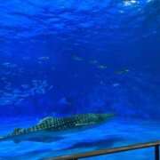 ヒメ日記 2025/09/20 01:24 投稿 ゆめの 桃李（とうり）