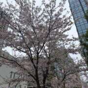 ヒメ日記 2026/04/01 14:38 投稿 桜楽/さら ANEJE～アネージュ池袋～(ユメオト)