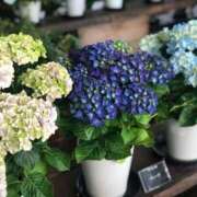 ヒメ日記 2025/10/19 22:38 投稿 なぎ 逢って30秒で即尺