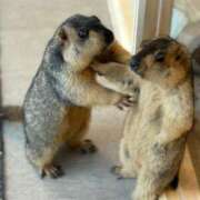 ヒメ日記 2025/12/08 22:07 投稿 錦城 BBW鶯谷店