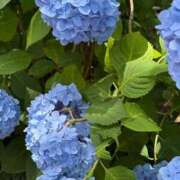 ヒメ日記 2026/06/17 20:33 投稿 錦城 BBW鶯谷店