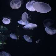 ヒメ日記 2025/11/07 22:30 投稿 のあ Club Melty