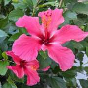 ヒメ日記 2026/04/21 07:04 投稿 きよか 沖縄ちゃんこ那覇店