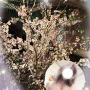 ヒメ日記 2026/04/06 21:04 投稿 氷室 あんり SUMIRE