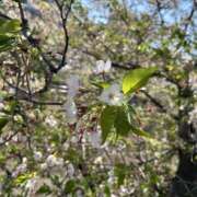 ヒメ日記 2026/04/20 12:56 投稿 ゆめ　☆色香漂う魅惑の艶女☆ PREMIUM～プレミアム～