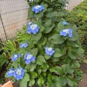 ヒメ日記 2026/06/09 01:34 投稿 星宮 BBW鶯谷店