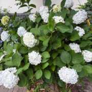 ヒメ日記 2026/06/09 15:57 投稿 星宮 BBW鶯谷店