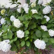 ヒメ日記 2026/06/09 16:23 投稿 星宮 BBW鶯谷店