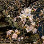 ヒメ日記 2026/03/20 01:00 投稿 朝霞 BBW鶯谷店