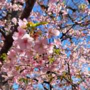 ヒメ日記 2026/04/01 06:33 投稿 朝霞 BBW鶯谷店