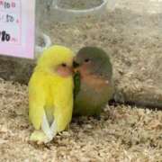 ヒメ日記 2025/10/22 20:12 投稿 花崎 BBW鶯谷店