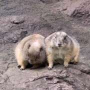 ヒメ日記 2025/11/23 23:01 投稿 花崎 BBW鶯谷店