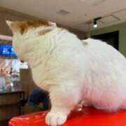 ヒメ日記 2026/03/23 23:23 投稿 月見 BBW鶯谷店