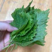 ヒメ日記 2025/09/21 19:01 投稿 名月 BBW鶯谷店