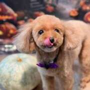 ヒメ日記 2025/10/14 00:33 投稿 アイコ ミセスClub