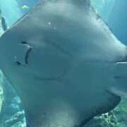 ヒメ日記 2026/03/23 04:25 投稿 戸田 AROMA VENUS