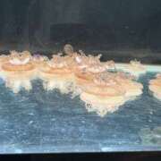 ヒメ日記 2026/03/25 11:13 投稿 戸田 AROMA VENUS