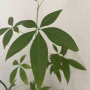 ヒメ日記 2025/09/25 08:02 投稿 さら 横浜ミセスアロマ（ユメオト）