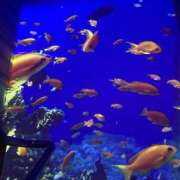 ヒメ日記 2025/12/08 01:02 投稿 まりあ りんくう泉佐野ちゃんこ