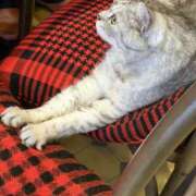 ヒメ日記 2025/10/08 18:03 投稿 みなも ビギナーズ神戸