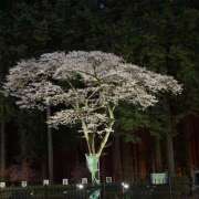 ヒメ日記 2026/04/10 09:02 投稿 藤菜七子 五十路マダムエクスプレス船橋店(カサブランカグループ)