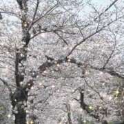 ヒメ日記 2026/03/31 09:37 投稿 大倉 かれん こあくまな熟女たち 京都店(KOAKUMAグループ)