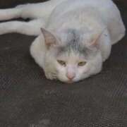 ヒメ日記 2025/10/08 10:14 投稿 ゆかり 出会い系人妻ネットワーク 春日部〜岩槻編